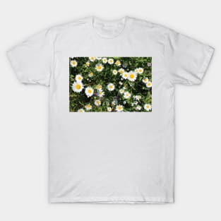 Summer Daisies T-Shirt